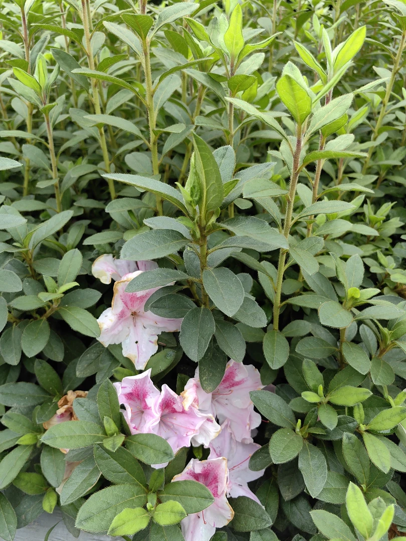 安康杜鹃康乃馨王妃泰勒三颗苗子组合带土球发货