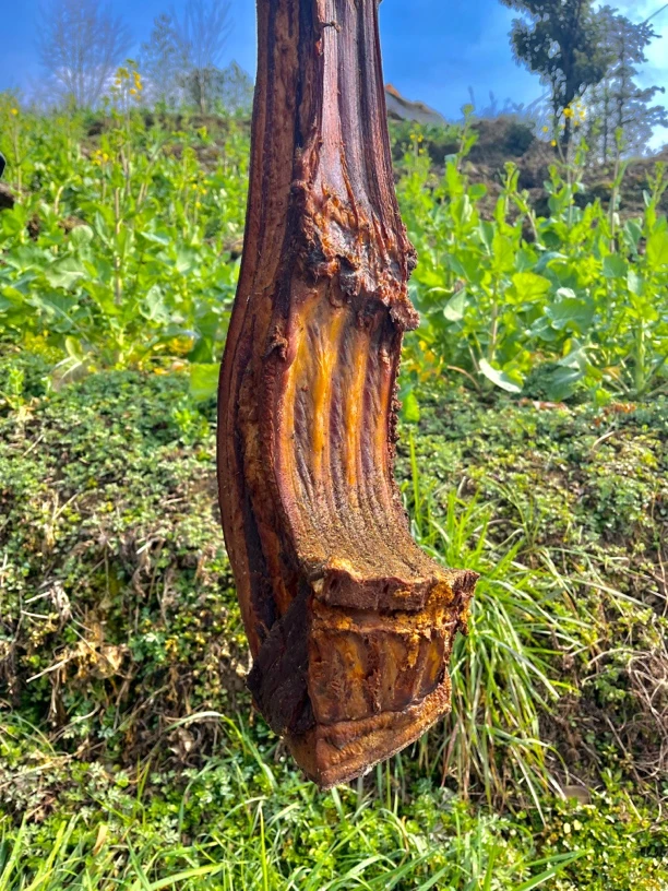 农村高山粮食猪腊肉《直播间现场挑选称重》