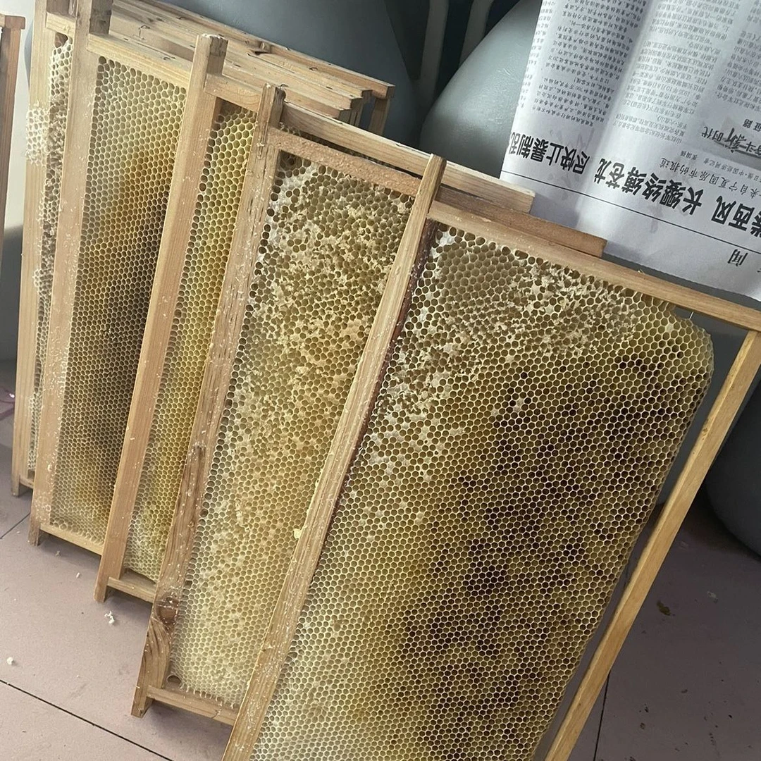 中蜂新巢脾 旧巢脾成品巢础 蜂蜜繁殖脾笼蜂繁殖脾造好巢框 蜜脾