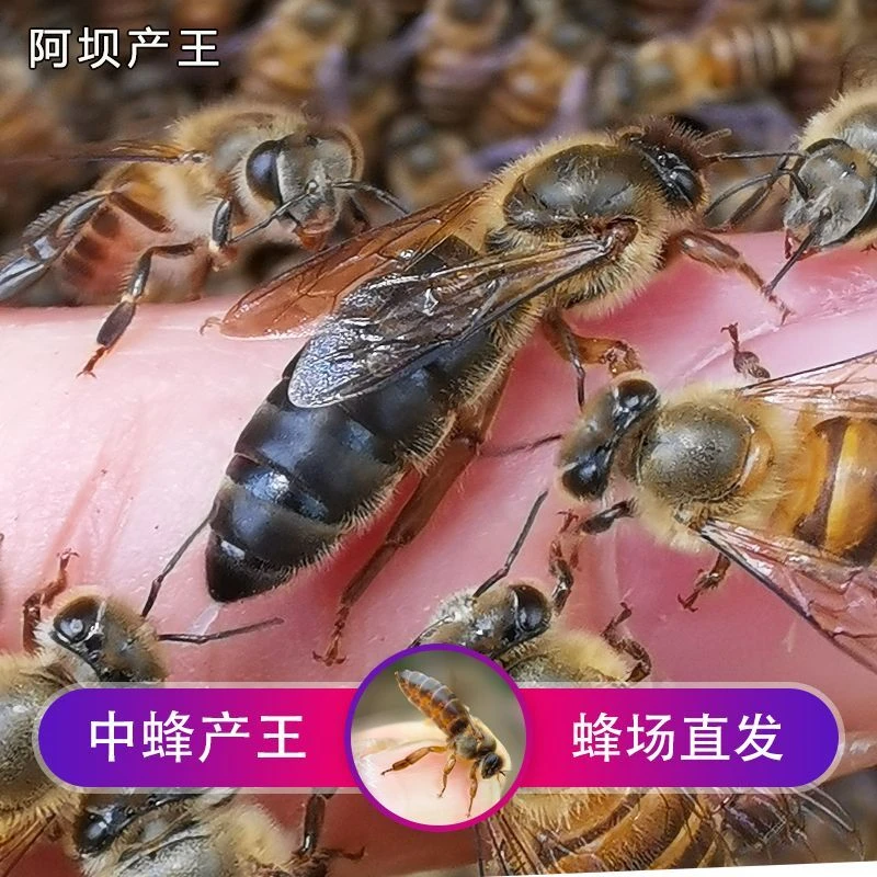 中蜂蜂王强群种王处女王蜜蜂养殖用