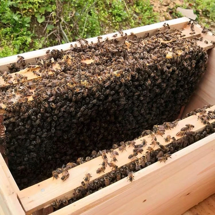 中蜂蜂群双色蜂群阿坝蜂群土蜂群带脾蜜蜂群笼蜂群带王活体蜜蜂群