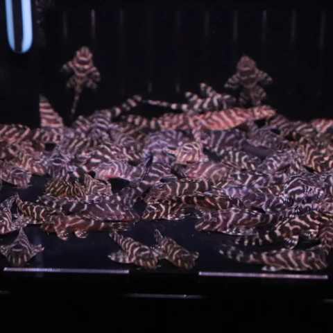 L333帝王迷宫2-3厘米一只（福袋赠送的鱼 运输损耗 不包损）