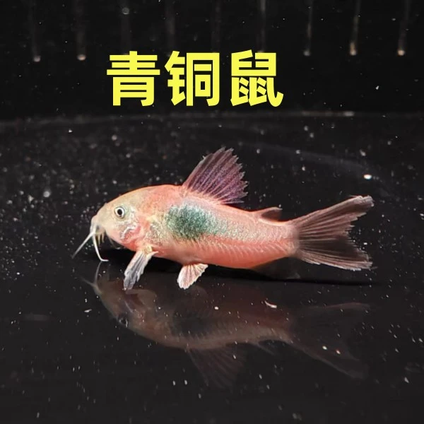 青铜鼠2-2.5厘米1只（福袋赠送的鱼 运输损耗不包损）