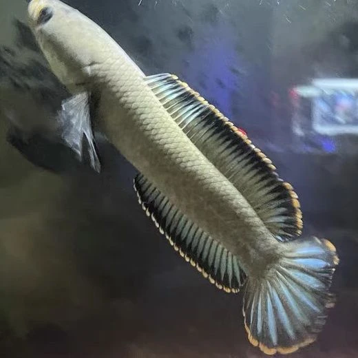 观赏鱼彩虹雷龙鱼冷水鱼原生态七彩雷龙耐养淡水黄金眼镜蛇雷龙鱼