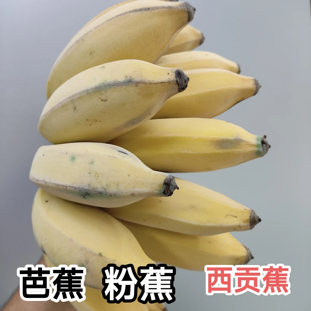 金粉芭蕉西贡蕉粉蕉香蕉成熟生果发货