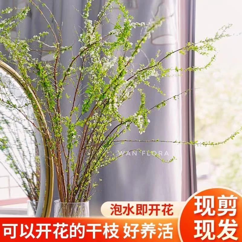 干枝雪柳水培养植物室内包开花易活懒人花卉鲜枝绿植盆栽鲜插花