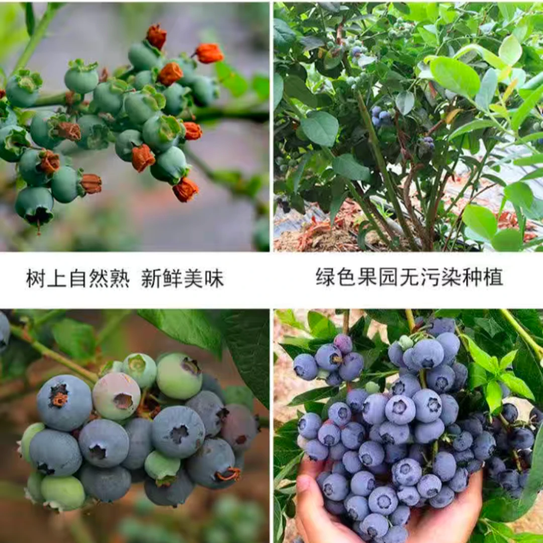 《连云港头茬蓝莓精选中果》果径12mm-15mm