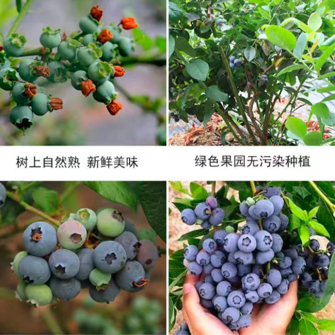 鲜果蓝莓18-20mm【特大果】拍6（盒）送2（盒），到手八（盒）