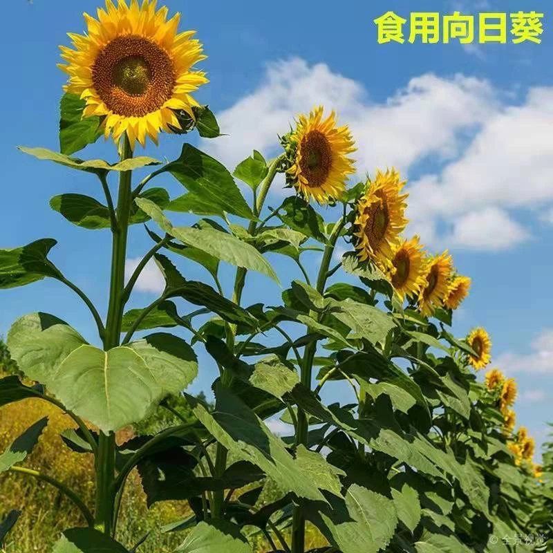 观赏矮向日葵种子播种太阳花葵花卉籽孑室内阳台盆栽好养四季开花