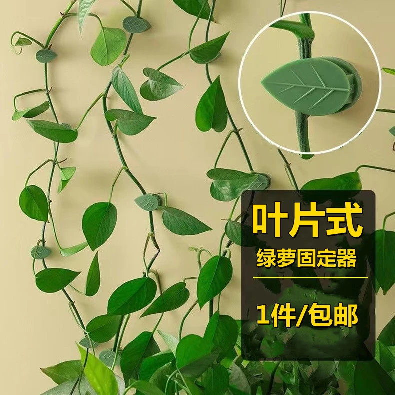 绿萝爬墙固定扣自粘花卉园艺工具缠绕器墙壁花枝挂钩固定器
