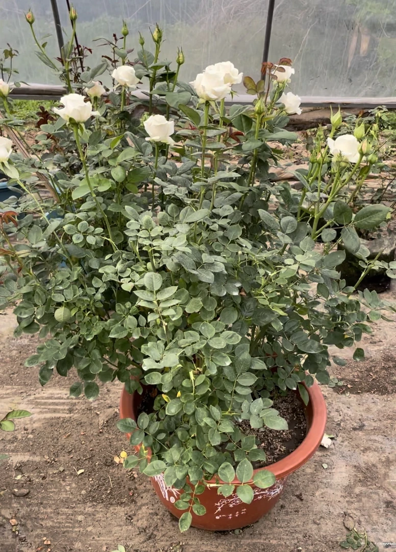 花园精品 新品切花银色衬裙 黑金 咖啡师