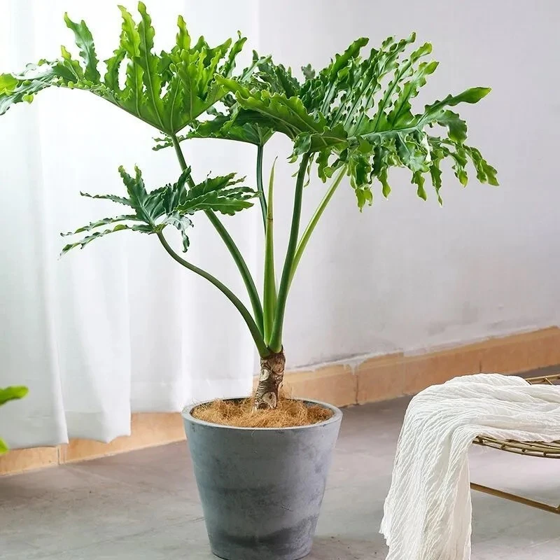 龙鳞春羽水培植物盆栽室内绿植老桩大型四季懒人好养吸甲醛龟背竹