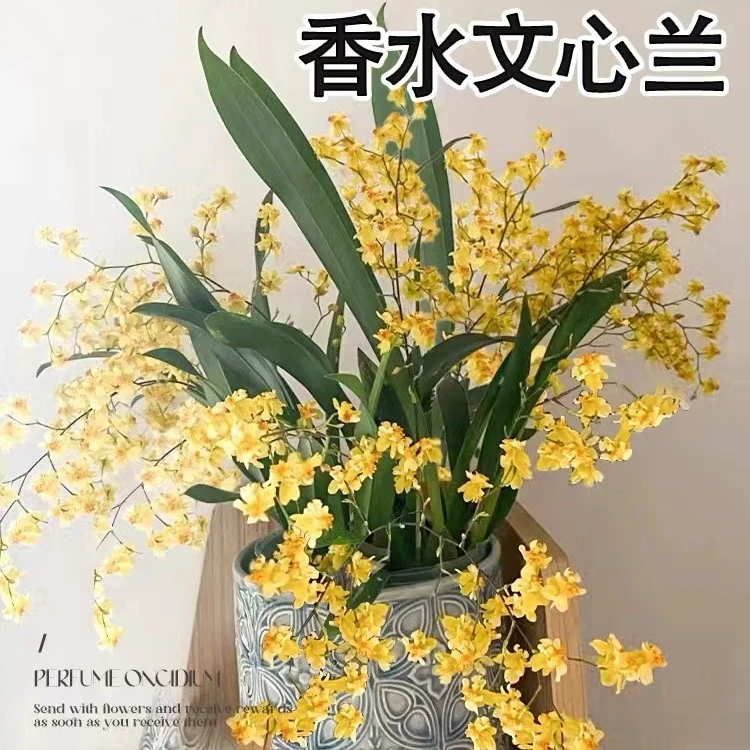 文心兰带花苞带盆栽好梦香兰盆栽迷你兰花室内窗台开花植物真花卉