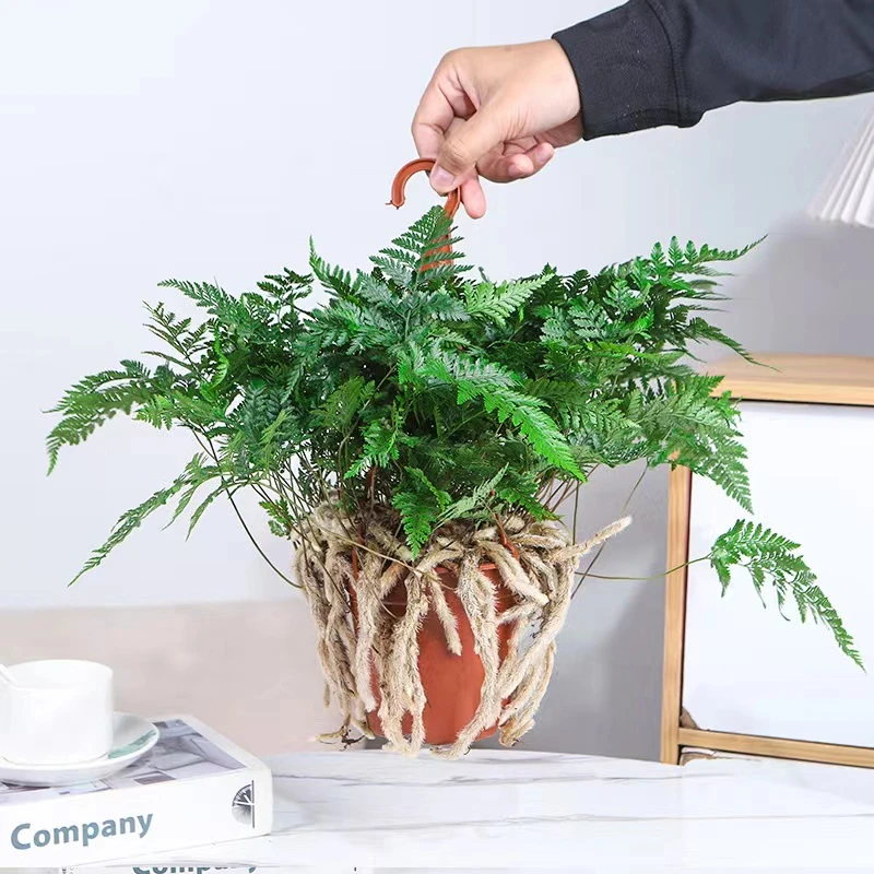 狼尾蕨盆栽兔脚蕨银线蕨室内外桌面办公绿植创意微景观耐阴寒植物