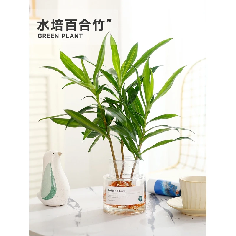 水培植物金边百合竹盆栽室内好养耐阴办公室水养绿植花卉净化空气