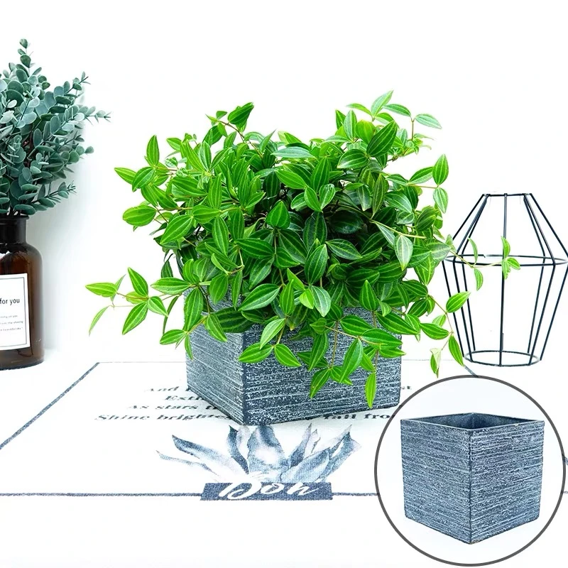 钻石翡翠吊兰盆栽四季常青室内垂吊好养绿植客厅净化空气吸除甲醛