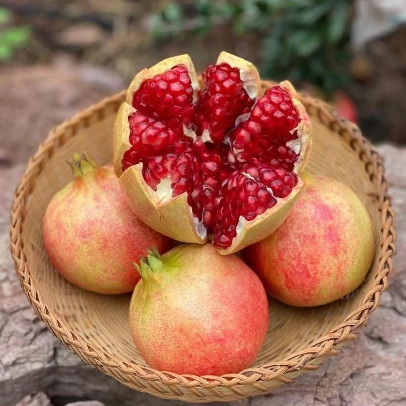 大凉山会理突尼斯种植新鲜现摘香甜多汁饱满食用红色美味果皮