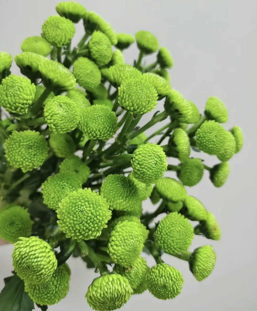 【森林】雏菊花期久居家办公室插花东北鲜花基地顺丰包邮好养美丽