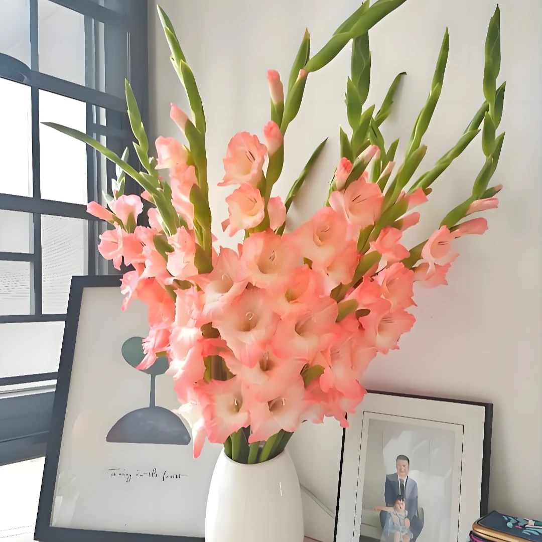【剑兰鲜花阳光粉】剑兰好养鲜切花水生植物东北基地全国