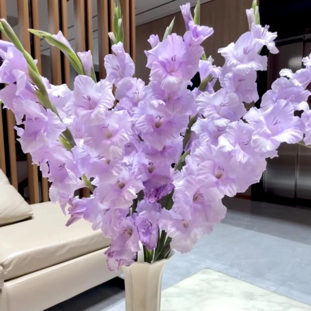 【剑兰鲜花香芋紫】剑兰鲜切花水生植物东北基地全国包邮新鲜