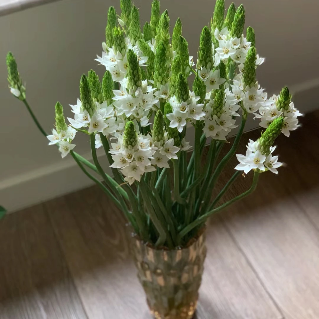 雀梅好养水生花东北鲜花基地顺丰包邮品质保证小清新系列