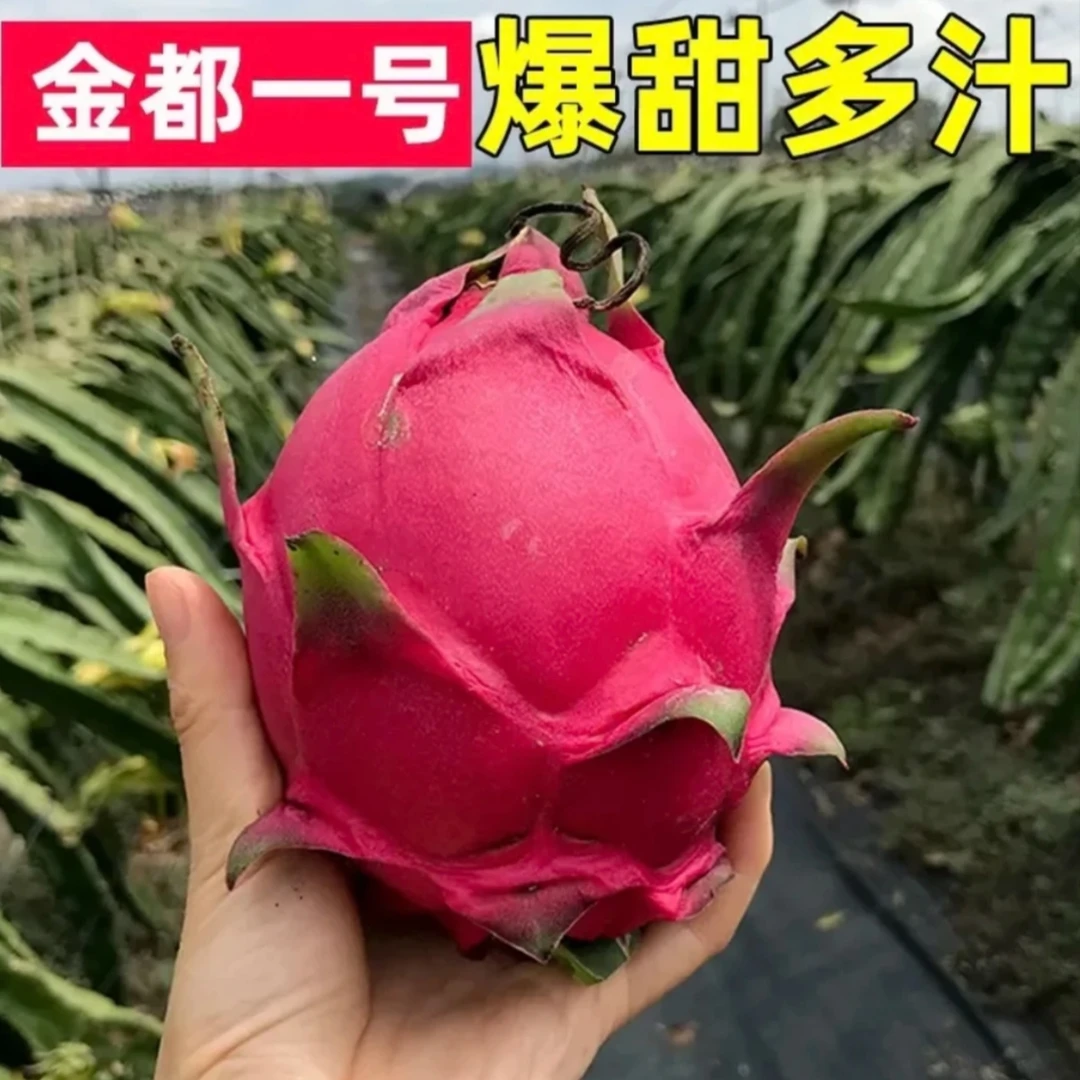 【京东包邮】金都一号红心火龙果8颗装