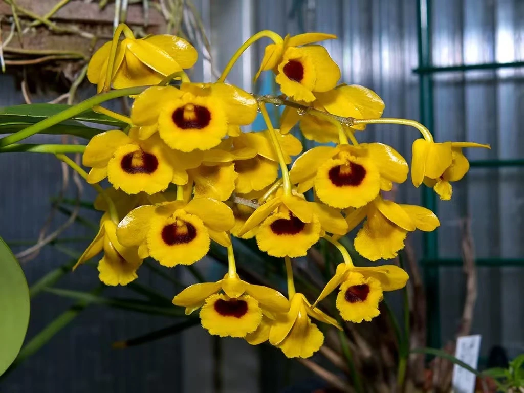 栗斑鸡蛋鼓 带盆发货 附生科石斛兰  浓香型好养活