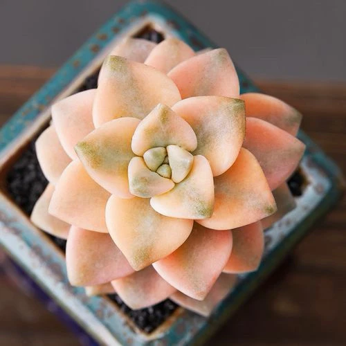 （店铺需要凑单）不带盆单头美杏锦多肉三公分