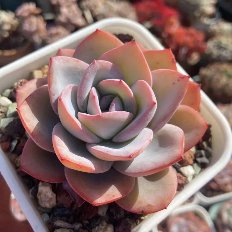 （店铺需要凑单）大盆布鲁蓝多肉6-7公分左右