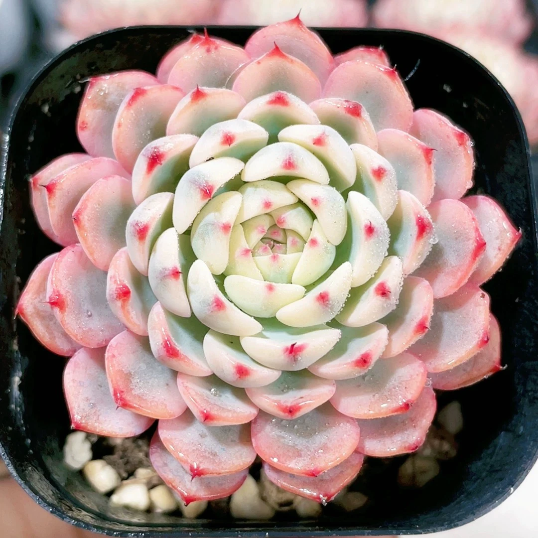 姬莲锦多肉3公分左右