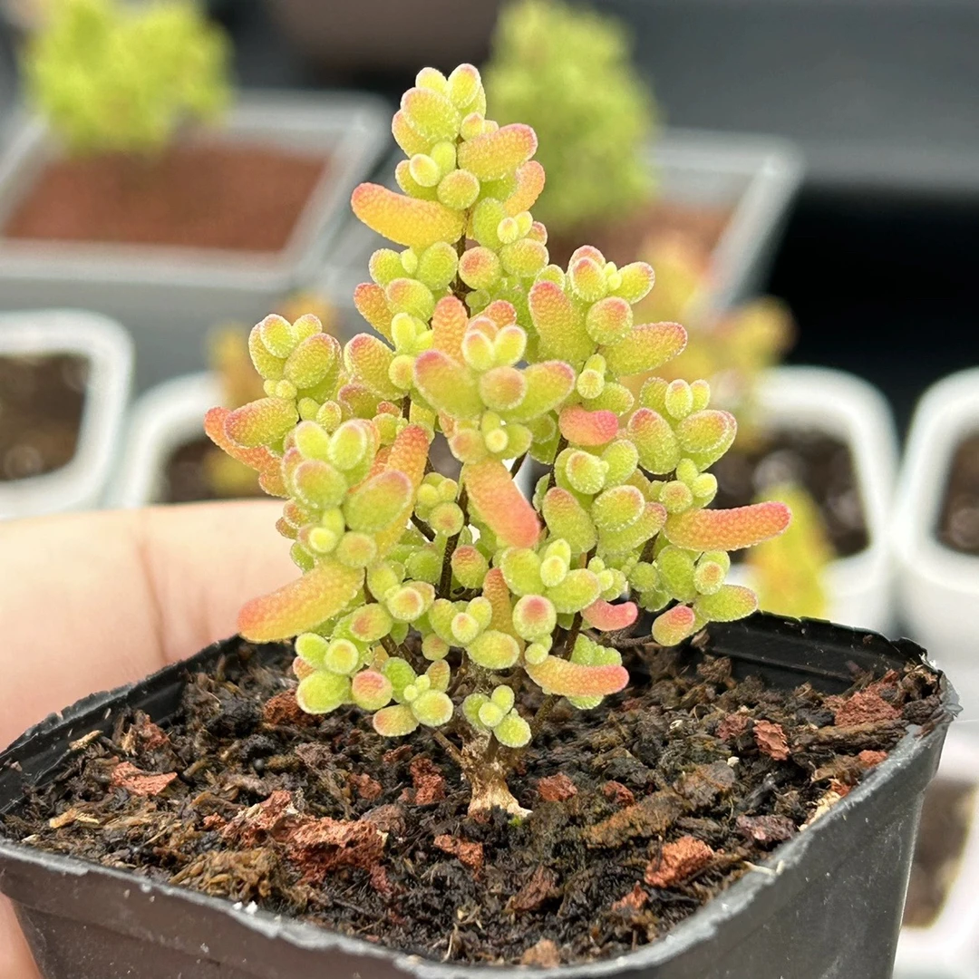 （店铺需凑单）小糖球枝干番杏3-4厘米