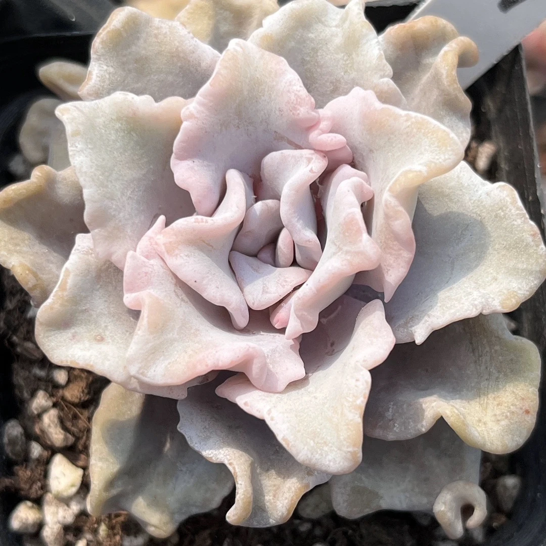 芭蕾舞者多肉6公分左右