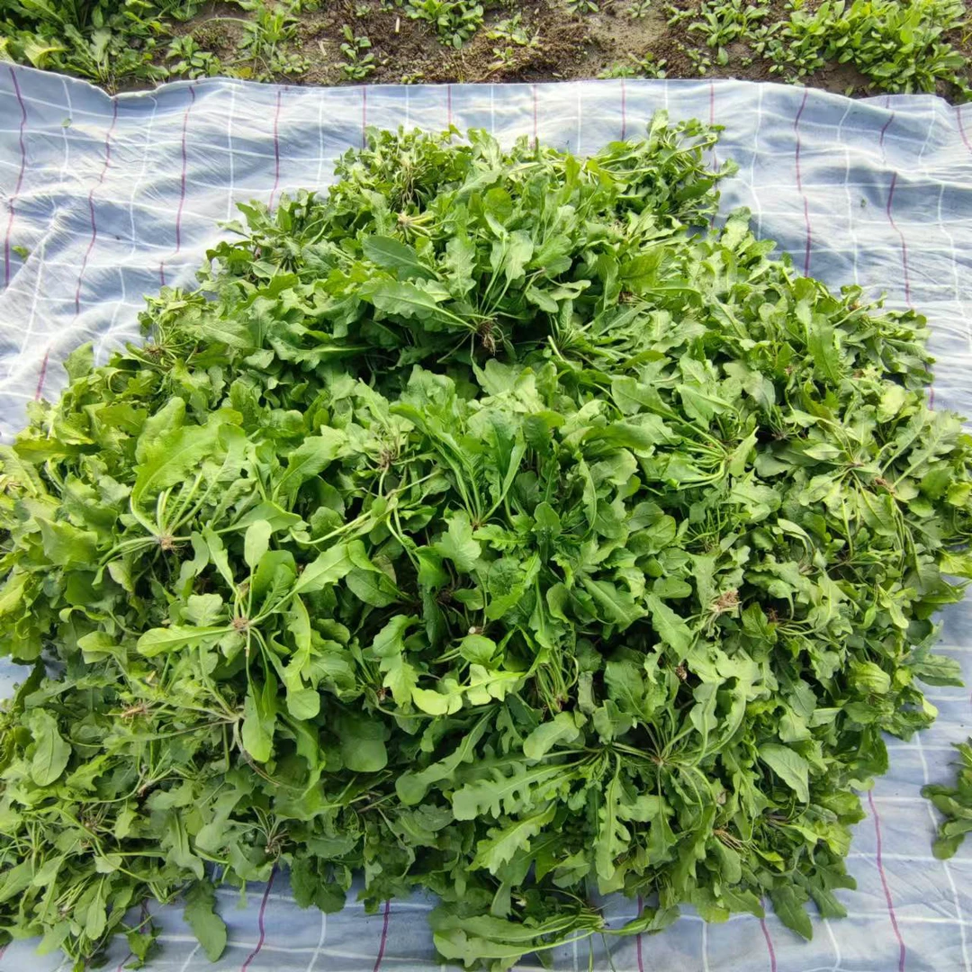 【京东】新鲜荠菜漏天生长新鲜现挖荠菜地菜地丁混饺子馅野菜煮火锅