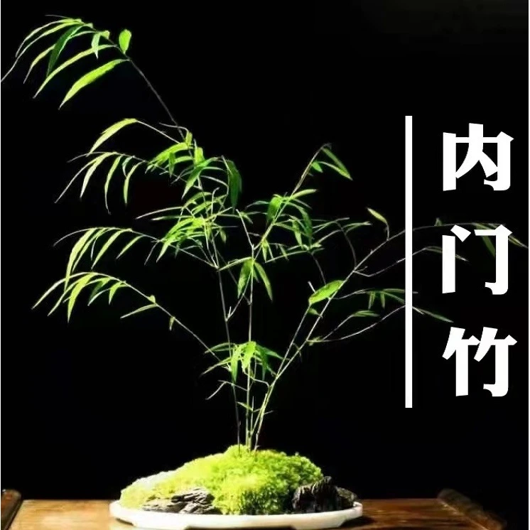 水培植物竹子室内绿植盆栽室内竹子绿植观音竹水培竹子水培植物竹