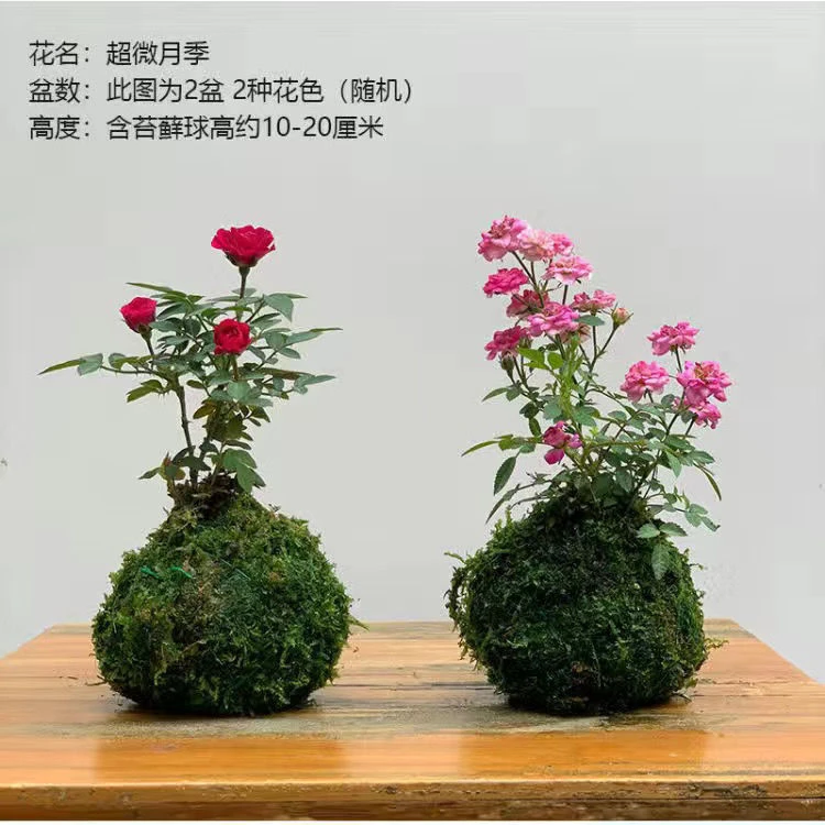 水培植物竹子室内绿植盆栽室内竹子绿植观音竹水培竹子水培绿植