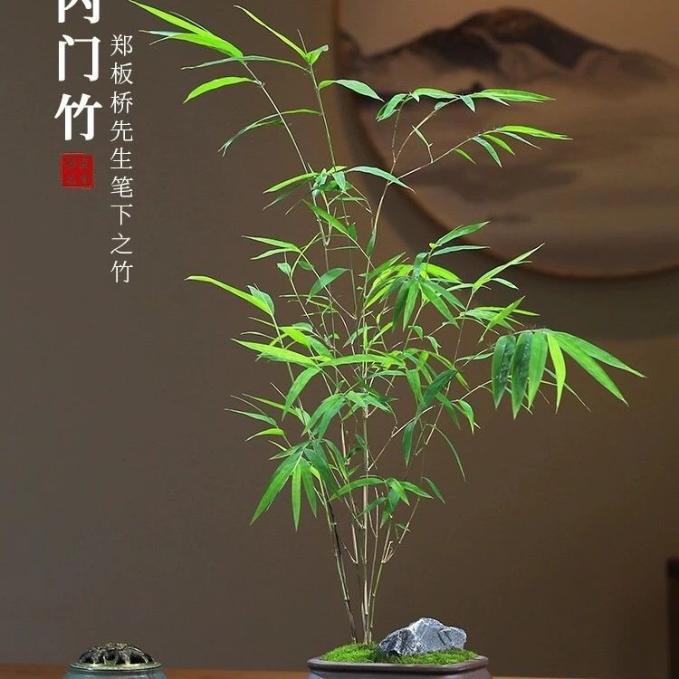 水培植物竹子室内绿植盆栽室内竹子绿植观音竹水培竹子竹子盆栽