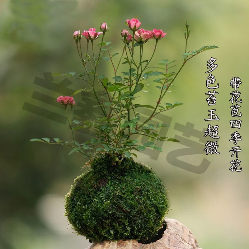 水中美人苔藓盆栽带花四季开花超微多色微型多色玫瑰多色阳台盆景