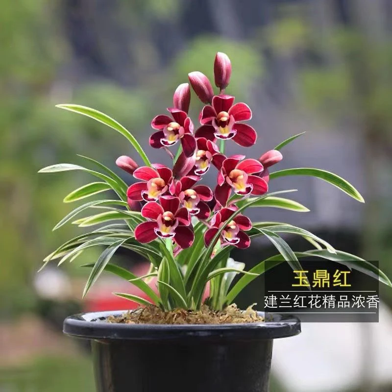 香兰花金边盆栽花卉兰花浓香型室内建兰四季兰室内盆栽花开花植物