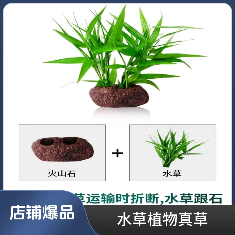 火山石水草植物真草鱼缸水草造景懒人新手养鱼套餐后景坨草蜈蚣草
