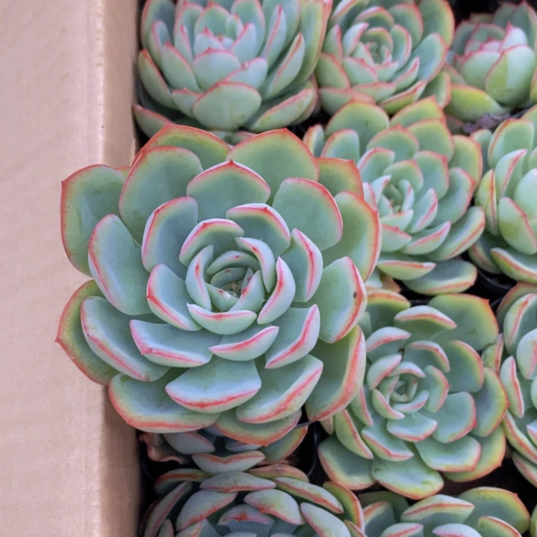 【闪购商品】晨露特价，满9.9包邮