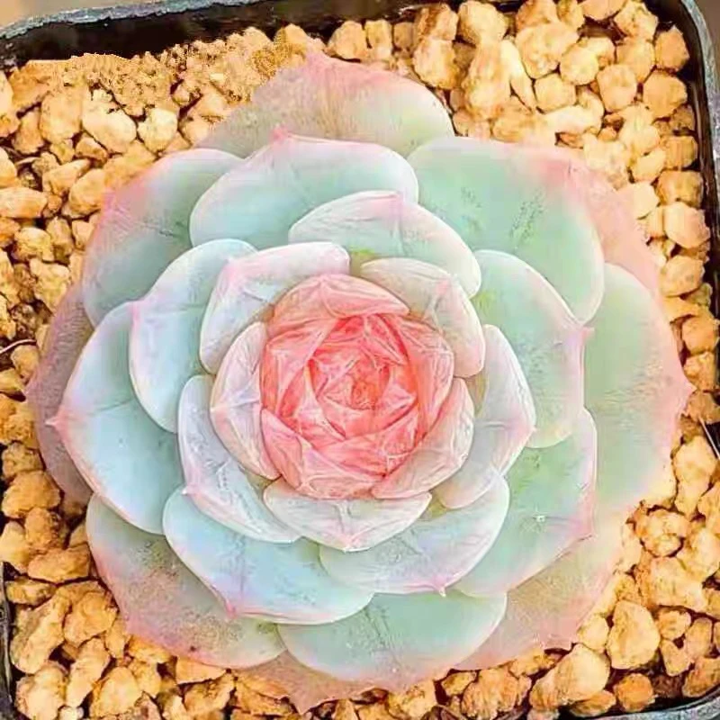 【满9.9包邮】冰魄6.5多肉植物满【9.9包邮】以直播间展示为准