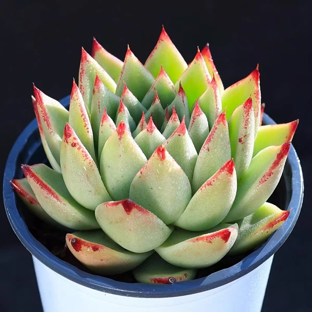 【满9.9包邮】乌木大单头脱土8-10cm多肉植物以直播间展示为准