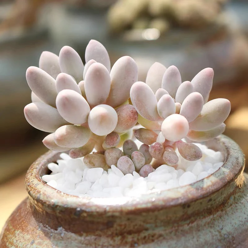 【满9.9包邮】婴儿手指小群6.5cm盆多肉植物以直播间展示为主