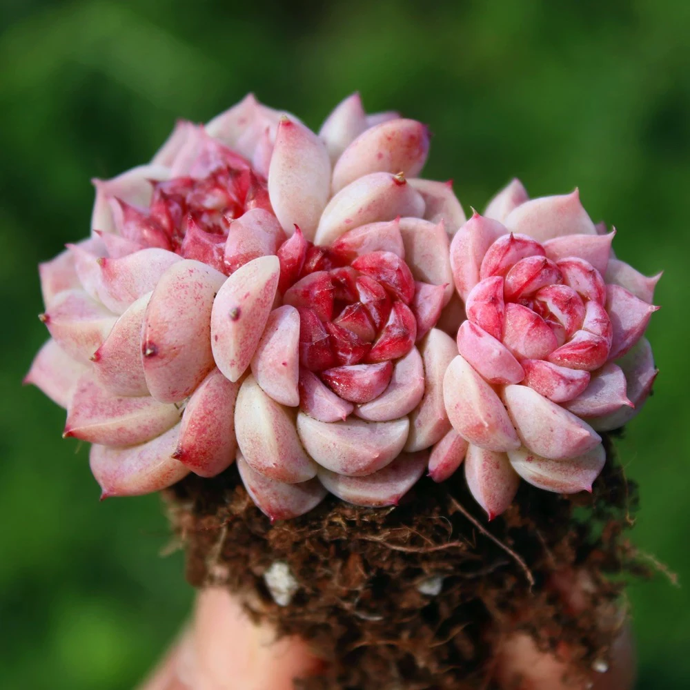 法兰绒多头6.5cm盆【满9.9包邮】多肉植物以直播间展示为准