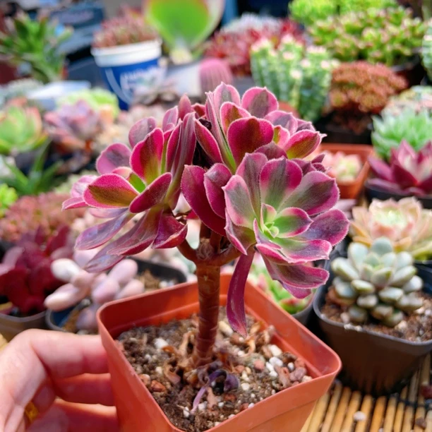 美杜莎群7方盆多肉植物满【9.9包邮】阳台办公室花