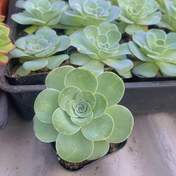 鸡蛋玫瑰【满9.9包邮】多肉植物以直播间展示为主