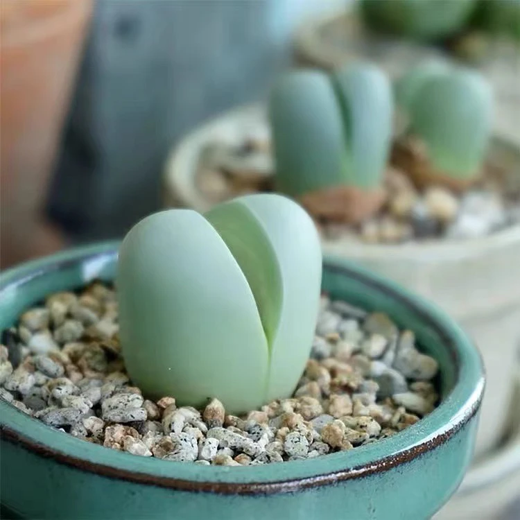 金铃玉元宝多肉植物满【9.9包邮】阳台办公室花卉