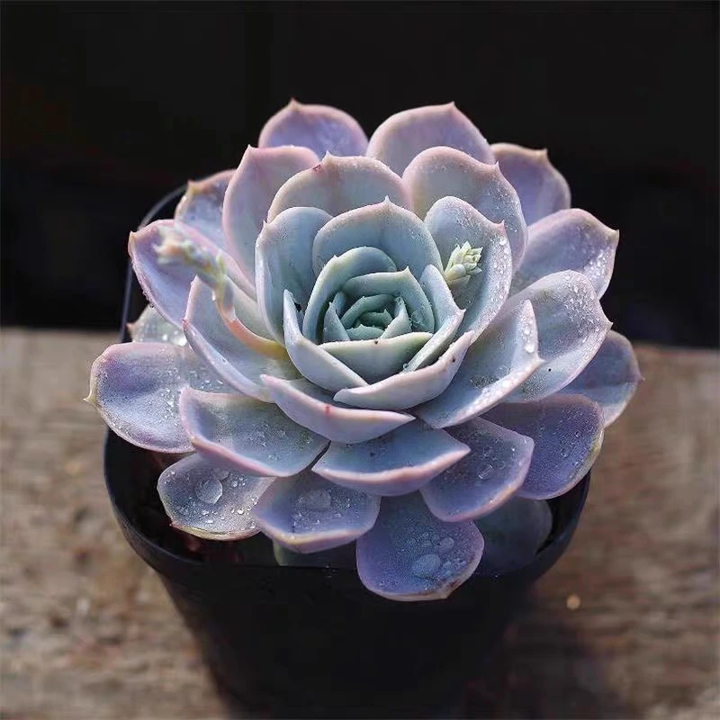【满9.9包邮】蓝色惊喜6.5盆多肉植物阳台办公室花卉