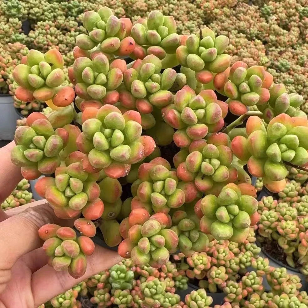 丸叶松绿大群多肉植物好看【满9.9包邮】办公室花卉