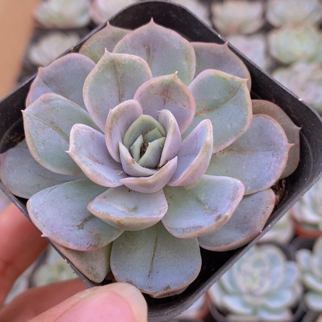 【闪购商品】蓝色惊喜，满9.9包邮